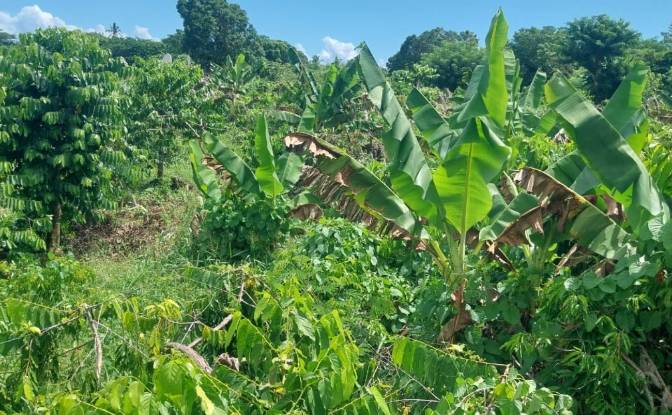 Land Lot for Sale Aeroport international de Nosy. Photo#4 Land Lot for Sale Aeroport international de Nosy. Photo#4