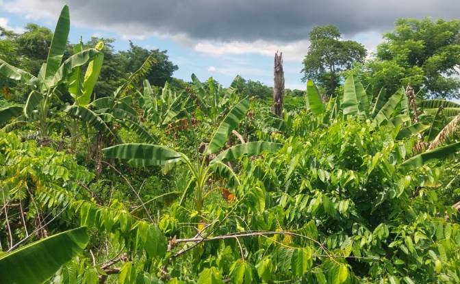 Land Lot for Sale Aeroport international de Nosy. Photo#6 Land Lot for Sale Aeroport international de Nosy. Photo#6