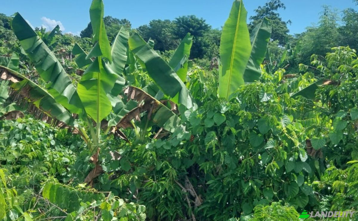 Land Lot for Sale Aeroport international de Nosy Be-Fascene, Rte De Lest, Andrafia, Nosy-Be, Diana, Madagascar. Photo 8