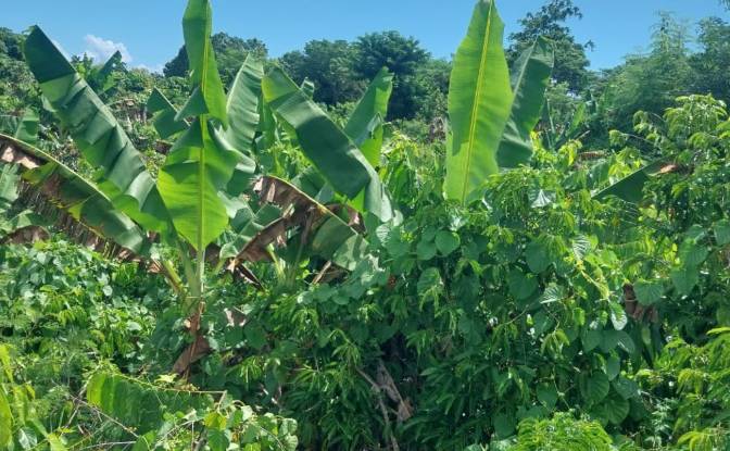 Land Lot for Sale Aeroport international de Nosy. Photo#8 Land Lot for Sale Aeroport international de Nosy. Photo#8