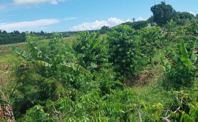 Land Lot for Sale Aeroport international de Nosy. Photo#9 Land Lot for Sale Aeroport international de Nosy. Photo#9