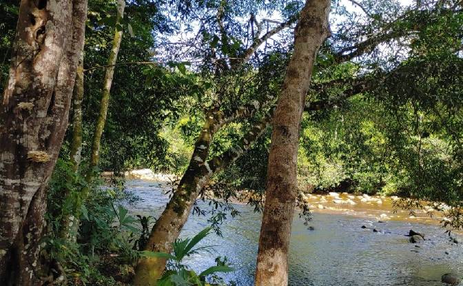 Land Lot for Sale - San Pedro de Cumbaza, Peru
