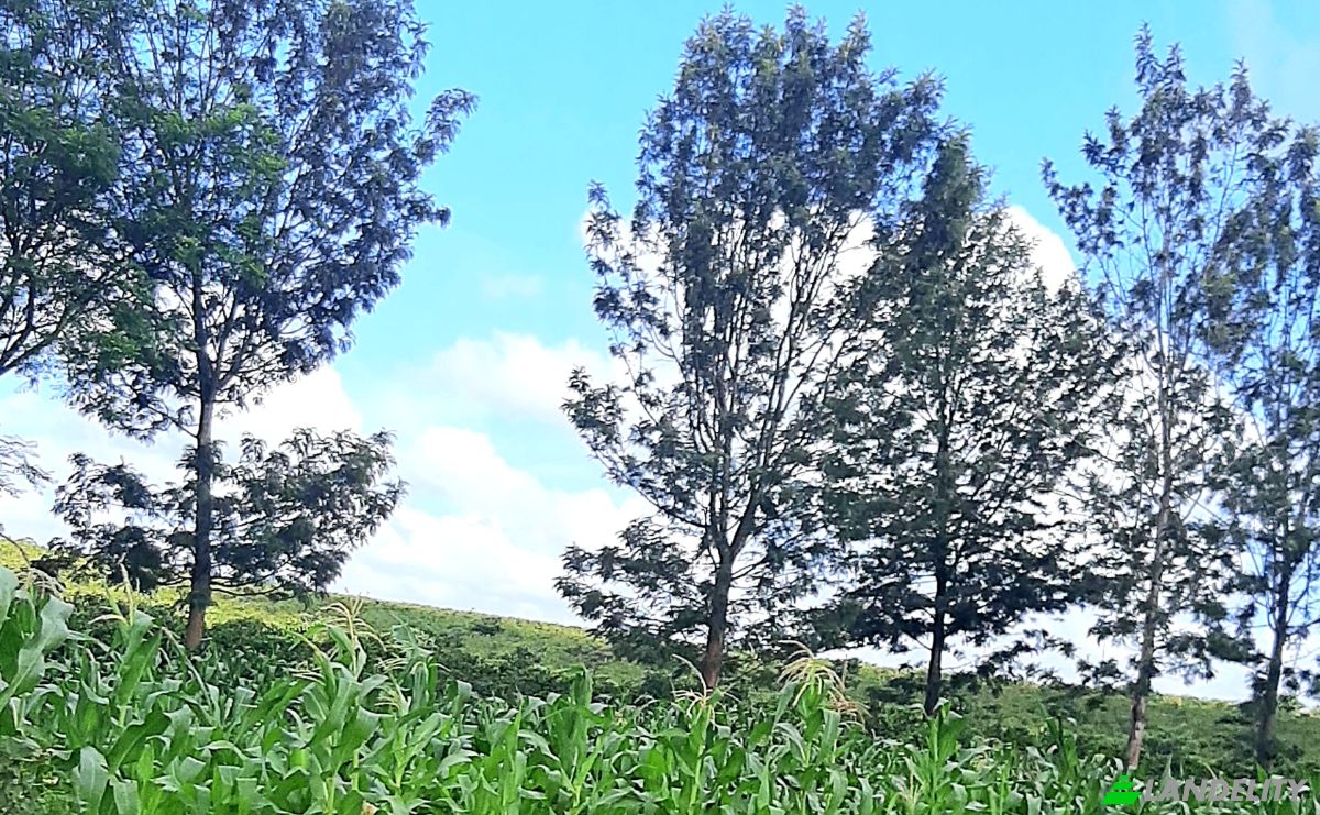 Investing/Development for Sale Juja, Ruiru, Kiambu County, Kenya. Photo 2