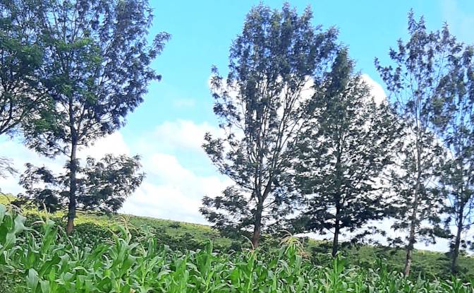Investing/Development for Sale Juja, Ruiru. Photo#2 Investing/Development for Sale Juja, Ruiru. Photo#2