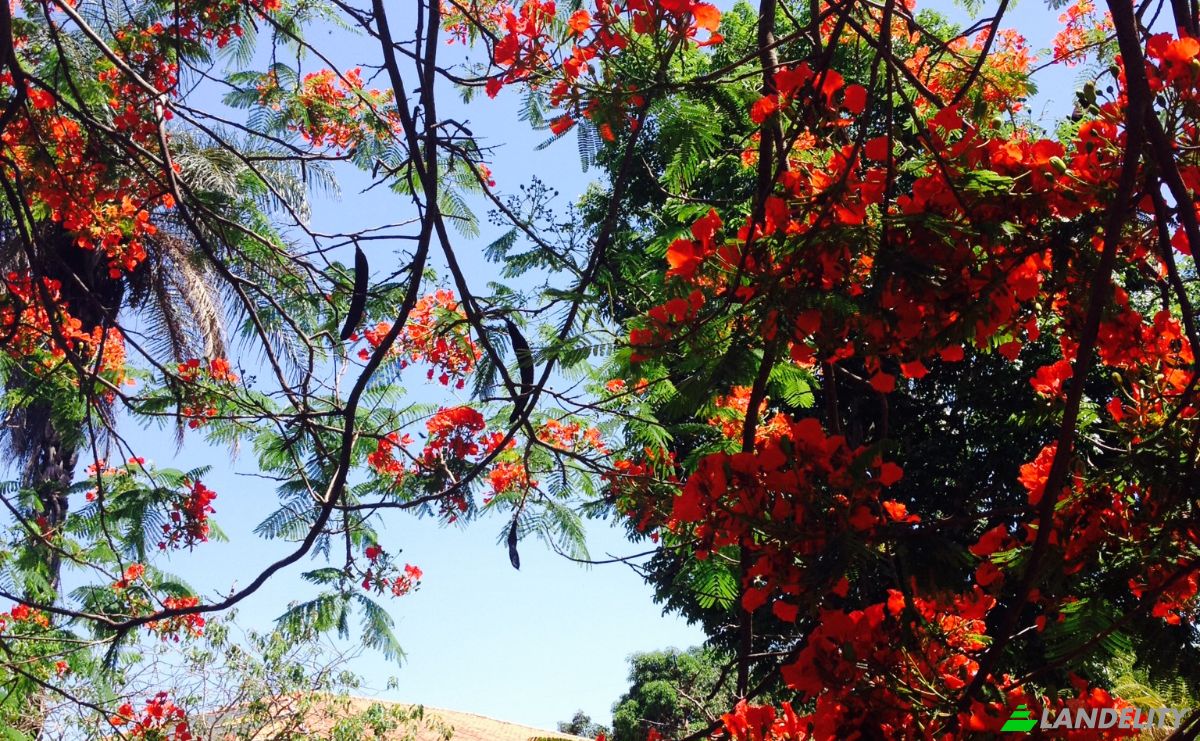Investing/Development for Sale Jardim Botanico, Brasilia, Federal District, Brazil. Photo 8