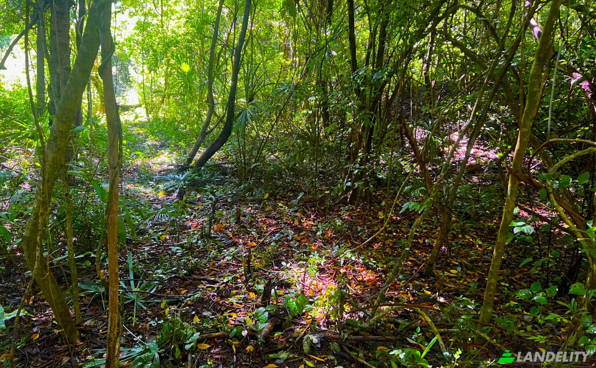 Lote de terreno en venta Chunox Sarteneja Road, Sarteneja, Corozal District, Belize. Foto 4
