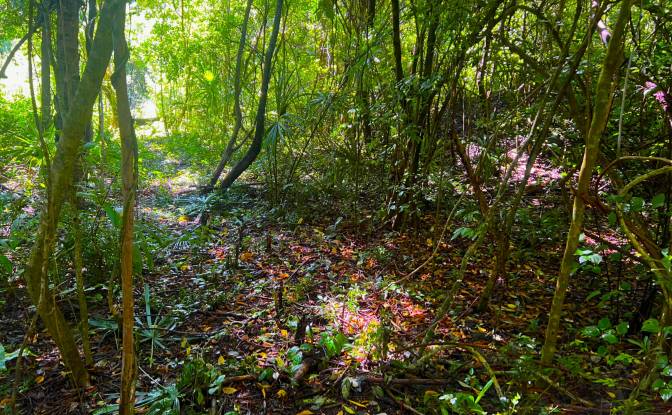 Lote de terreno en venta Chunox Sarteneja Road. Foto#4