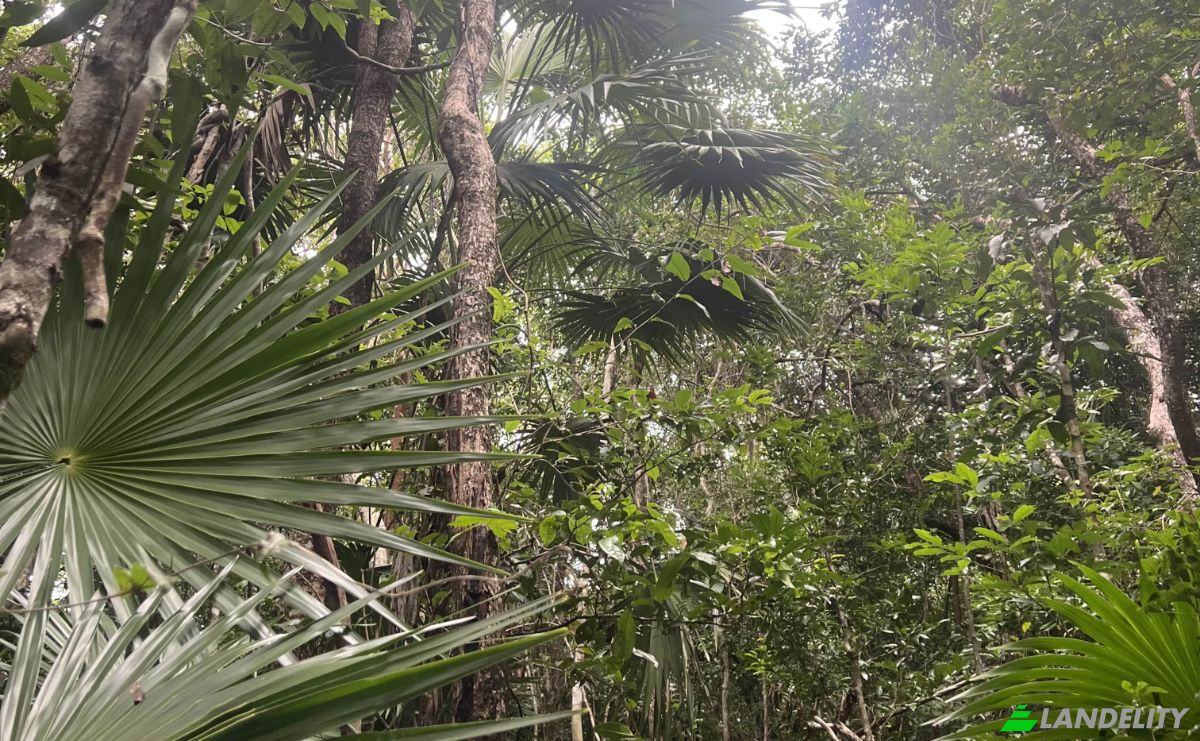 Land Lot for Sale Bandera Rd, Sarteneja, Corozal District, Belize. Photo 2