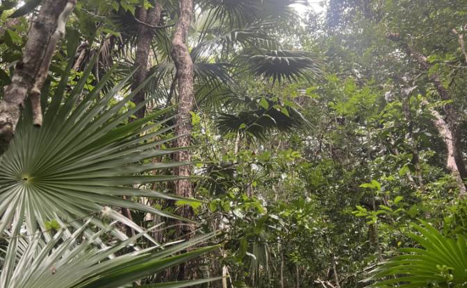 Land Lot for Sale Bandera Rd, Sarteneja. Photo#2