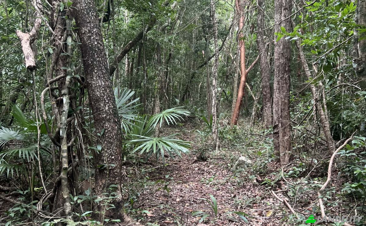 Land Lot for Sale Bandera Rd, Sarteneja, Corozal District, Belize. Photo 4