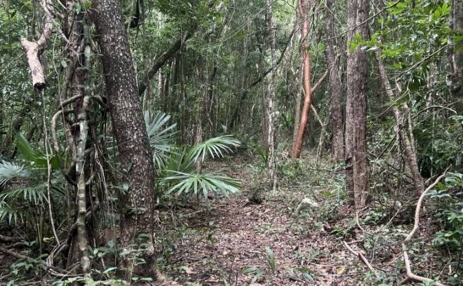 Land Lot for Sale Bandera Rd, Sarteneja. Photo#4