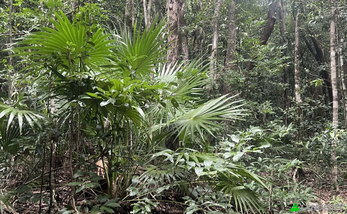 Land Lot for Sale Bandera Rd, Sarteneja, Corozal District, Belize. Photo 5