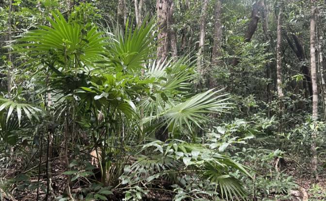 Land Lot for Sale Bandera Rd, Sarteneja. Photo#5