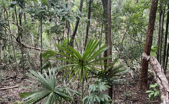 Land Lot for Sale Bandera Rd, Sarteneja. Photo#6