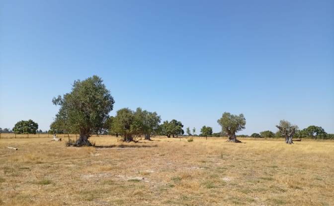 Land Lot for Sale 7900 Ferreira do Alentejo. Photo#11