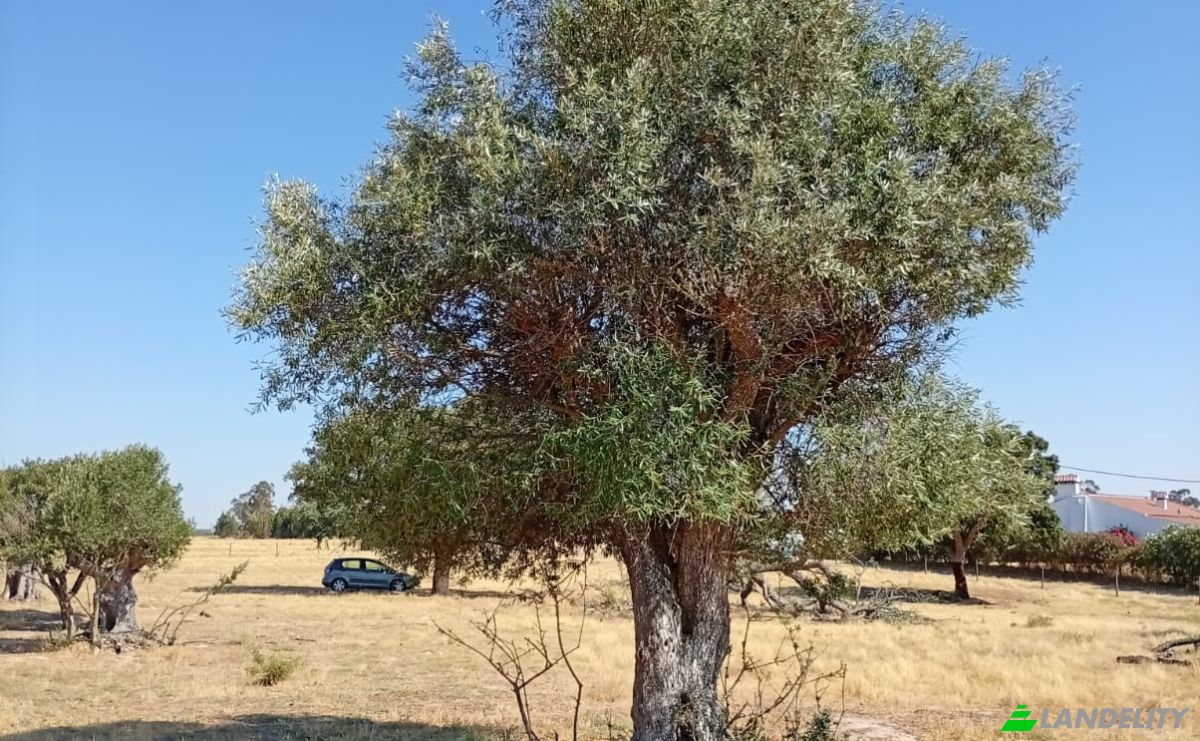 Land Lot for Sale 7900 Ferreira do Alentejo, Ferreira do Alentejo, Beja District, Portugal. Photo 12