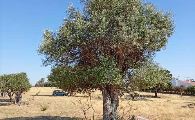 Land Lot for Sale 7900 Ferreira do Alentejo. Photo#12