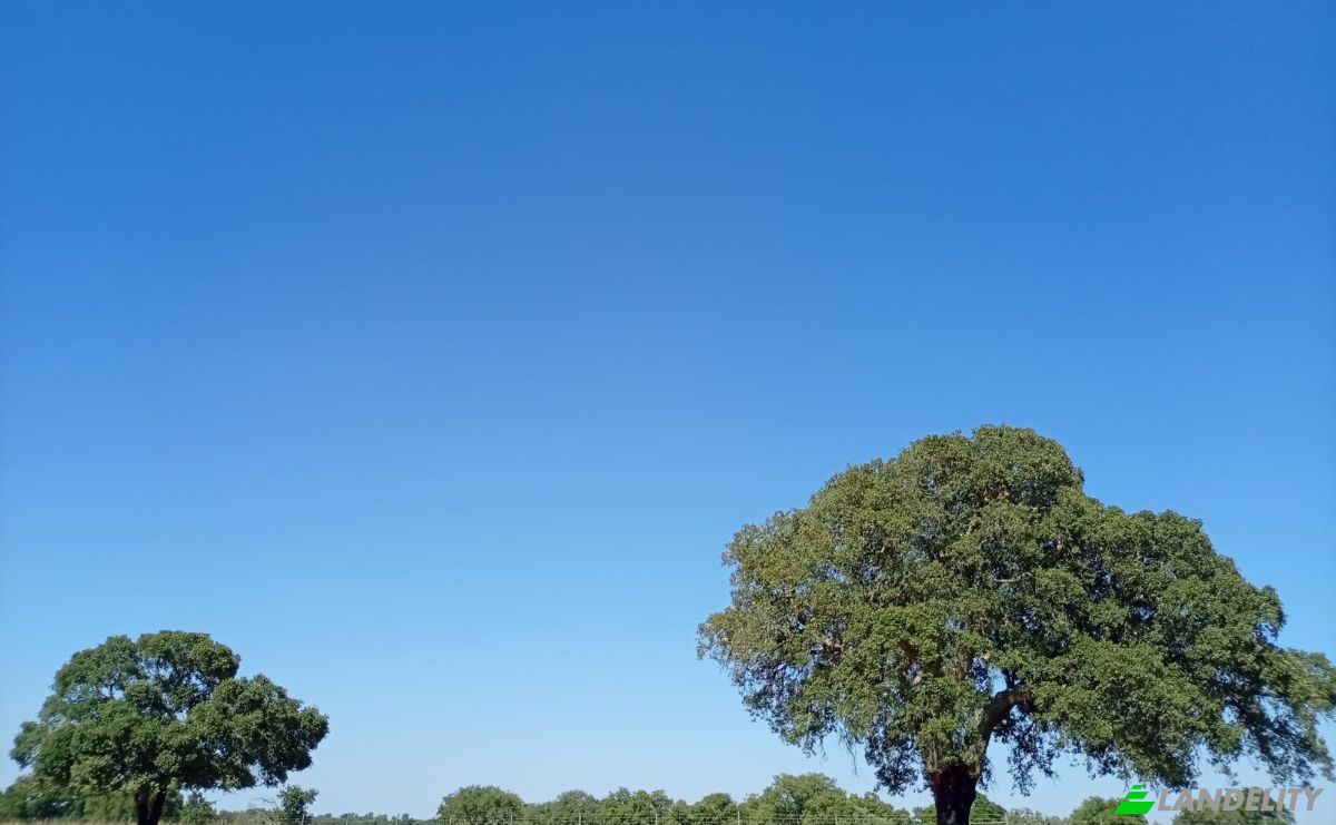 Land Lot for Sale 7900 Ferreira do Alentejo, Ferreira do Alentejo, Beja District, Portugal. Photo 13