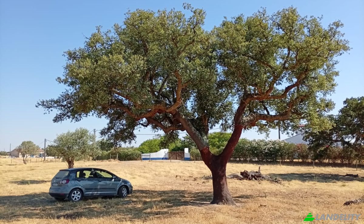 Land Lot for Sale 7900 Ferreira do Alentejo, Ferreira do Alentejo, Beja District, Portugal. Photo 4