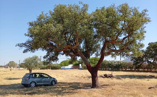 Land Lot for Sale 7900 Ferreira do Alentejo. Photo#4