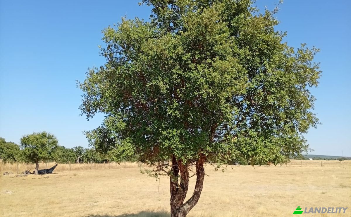 Land Lot for Sale 7900 Ferreira do Alentejo, Ferreira do Alentejo, Beja District, Portugal. Photo 6