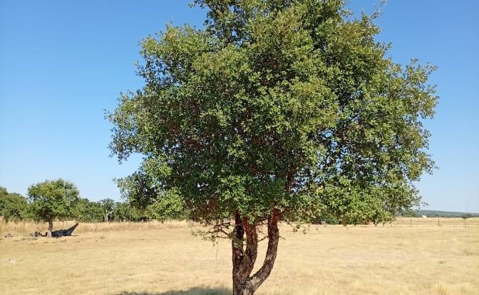 Land Lot for Sale 7900 Ferreira do Alentejo. Photo#6