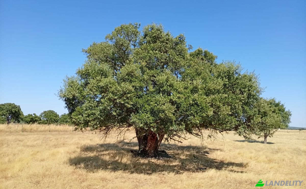 Land Lot for Sale 7900 Ferreira do Alentejo, Ferreira do Alentejo, Beja District, Portugal. Photo 7