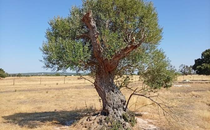 Land Lot for Sale 7900 Ferreira do Alentejo. Photo#8