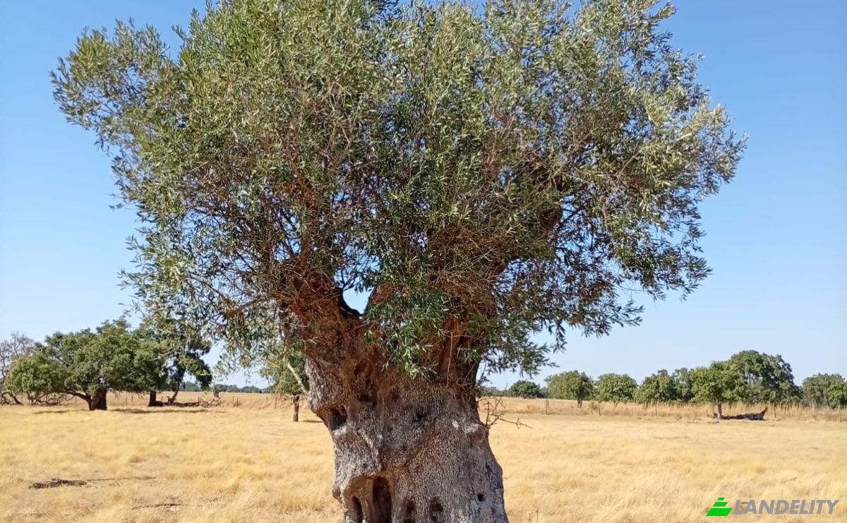 Land Lot for Sale 7900 Ferreira do Alentejo, Ferreira do Alentejo, Beja District, Portugal. Photo 9