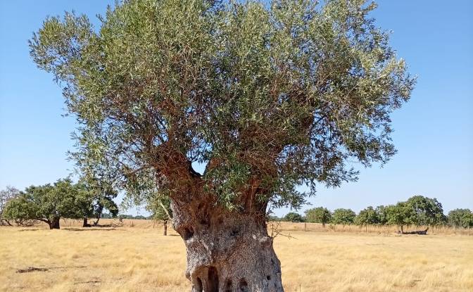 Land Lot for Sale 7900 Ferreira do Alentejo. Photo#9