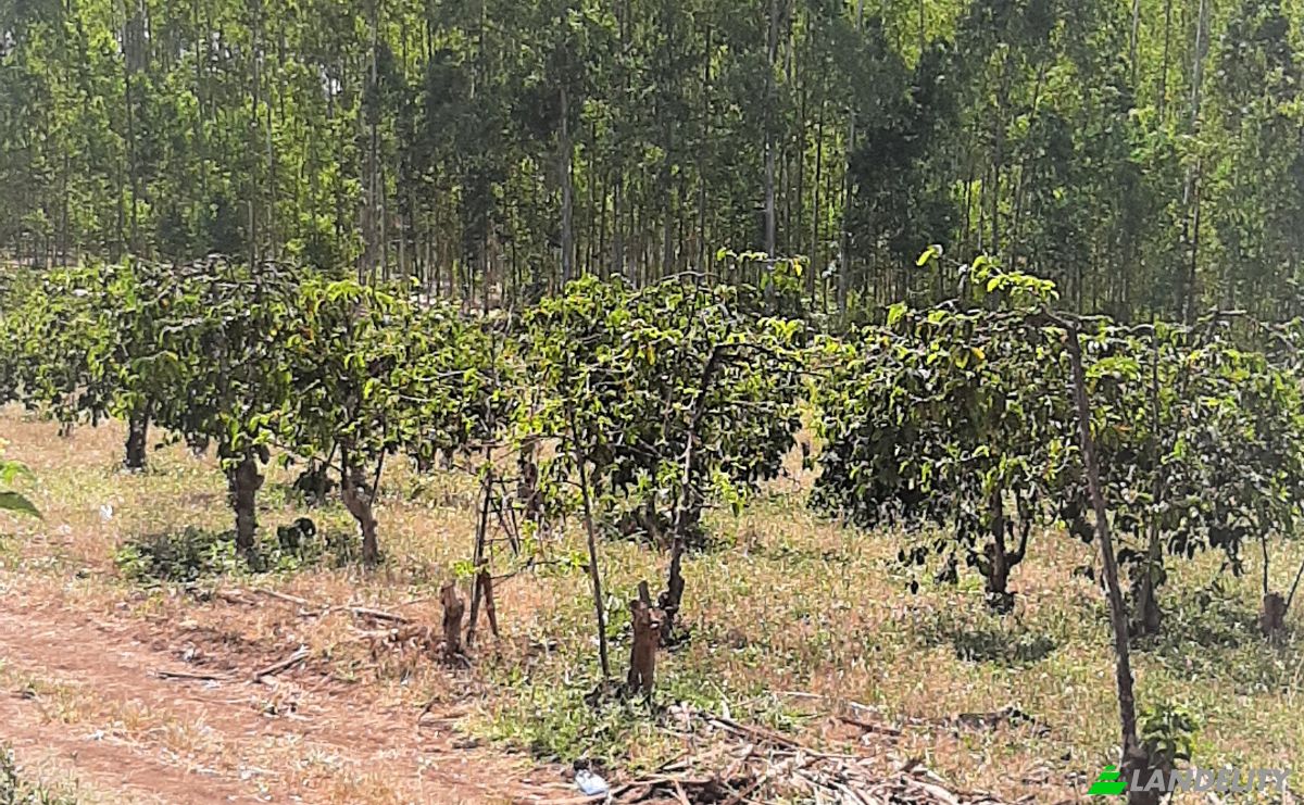 Investing/Development for Sale Makuyu, Muranga County, Kenya. Photo 2