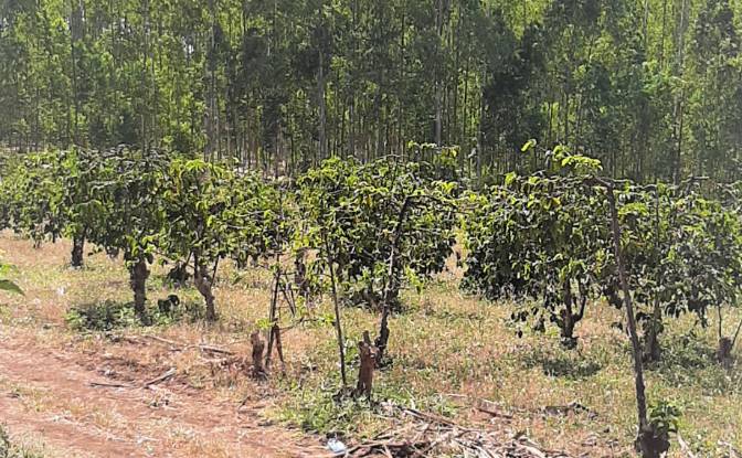 Investing/Development for Sale Makuyu. Photo#2 Investing/Development for Sale Makuyu. Photo#2