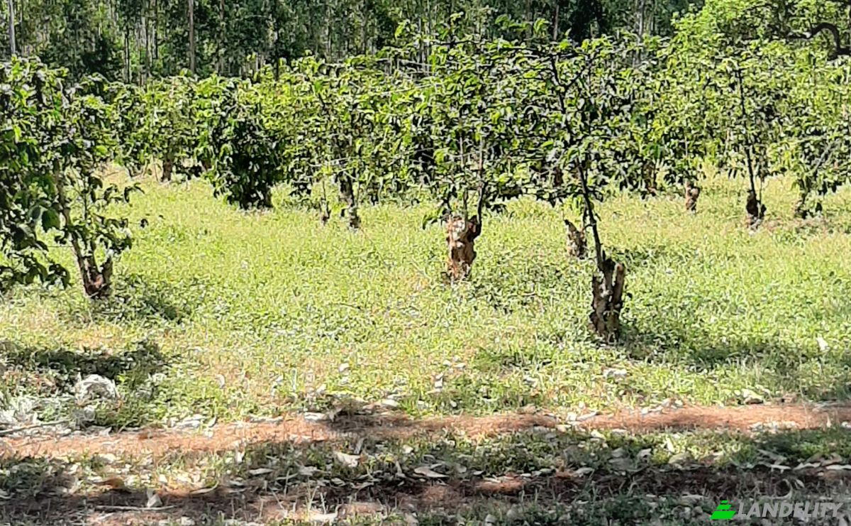 Investing/Development for Sale Makuyu, Muranga County, Kenya. Photo 5