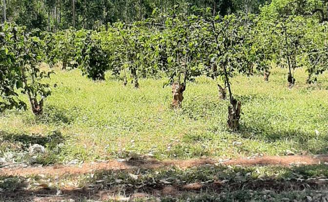 Investing/Development for Sale Makuyu. Photo#5 Investing/Development for Sale Makuyu. Photo#5