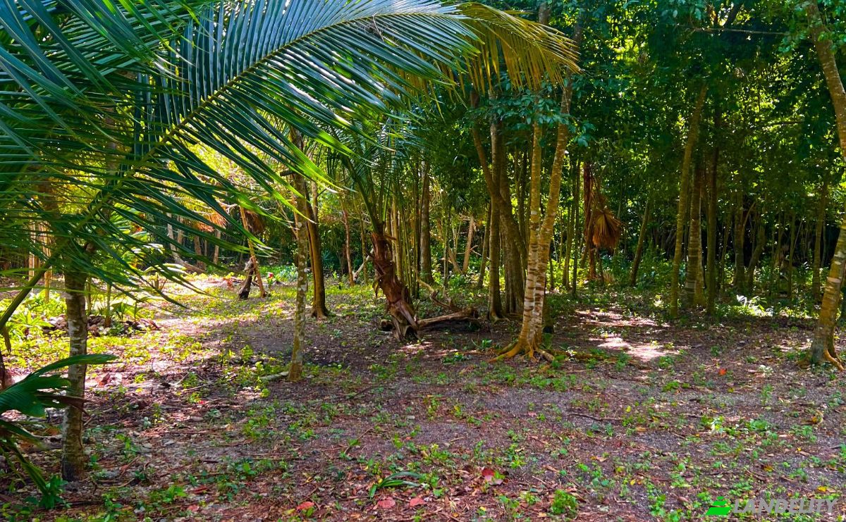Land Lot for Sale Copper Bank, Corozal District, Belize. Photo 4