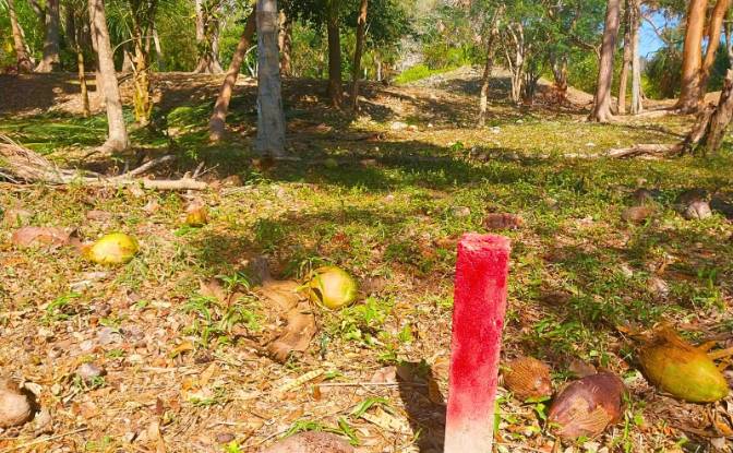 Land Lot for Sale Copper Bank, Corozal District. Photo#5