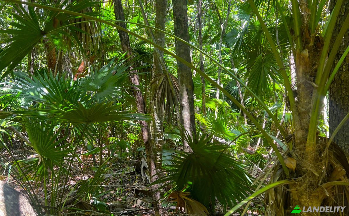 Land Lot for Sale 3 Jaguar Palms Dr, Consejo, Corozal District, Belize. Photo 8