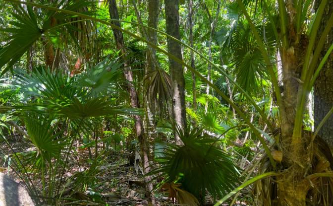 Land Lot for Sale 3 Jaguar Palms Dr, Consejo. Photo#8