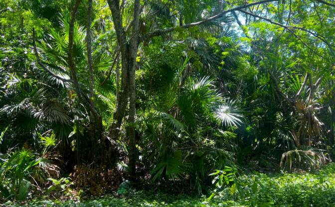 Land Lot for Sale 3 Jaguar Palms Dr, Consejo. Photo#3