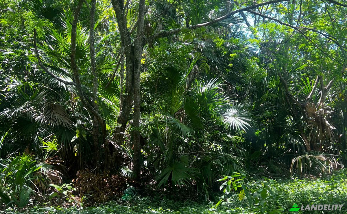 Land Lot for Sale Consejo, Corozal District, Belize. Photo 2