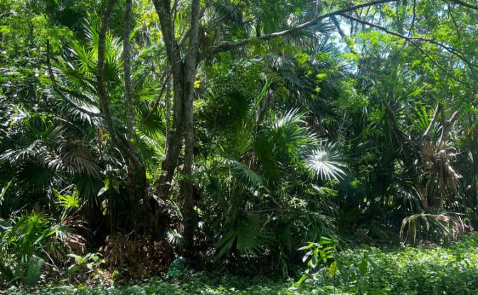 Land Lot for Sale Consejo, Corozal District. Photo#2