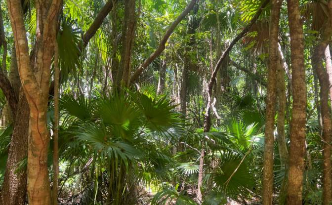 Land Lot for Sale Consejo, Corozal District. Photo#3