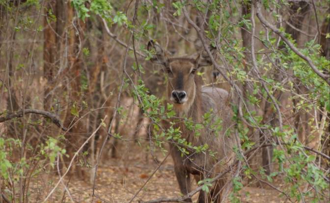 Resort for Sale 112 Powerline Rd, Kariba. Photo#10
