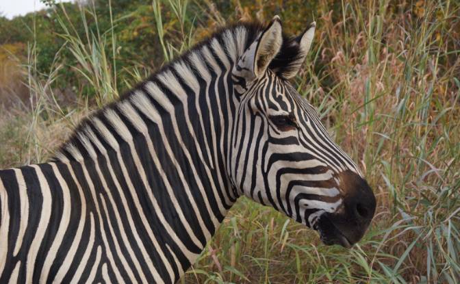 Resort for Sale 112 Powerline Rd, Kariba. Photo#9