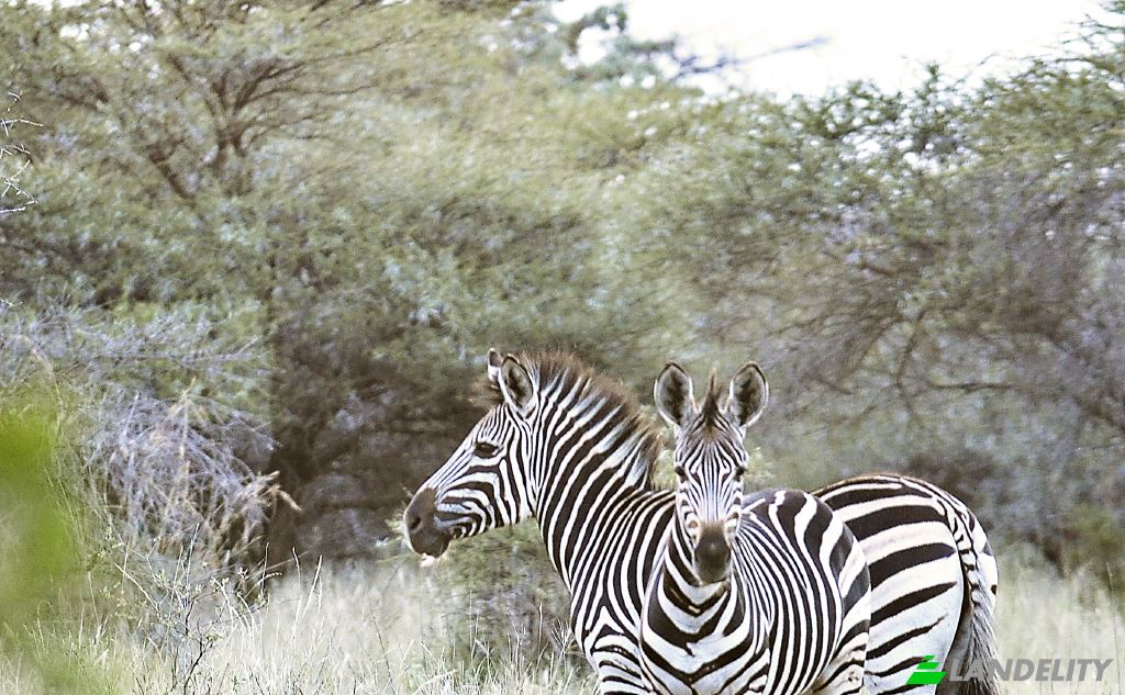 Land Lot for Sale Waterberg Estate, Waterberg District Municipality, Limpopo, South Africa. Photo 8