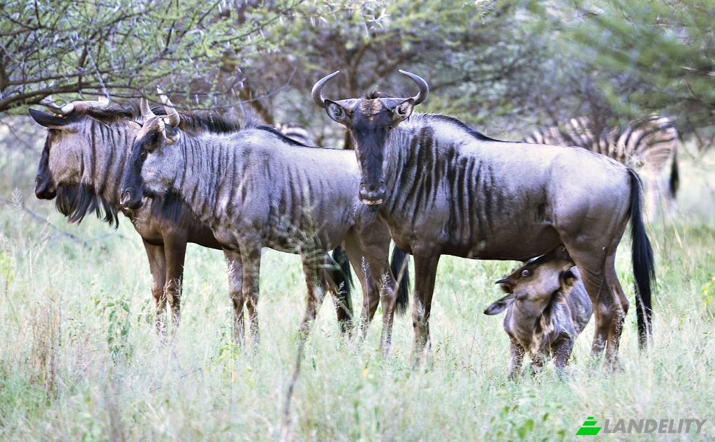 Land Lot for Sale Waterberg Estate, Waterberg District Municipality, Limpopo, South Africa. Photo 9