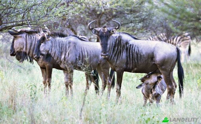 Land Lot for Sale Waterberg Estate. Photo#9 Land Lot for Sale Waterberg Estate. Photo#9