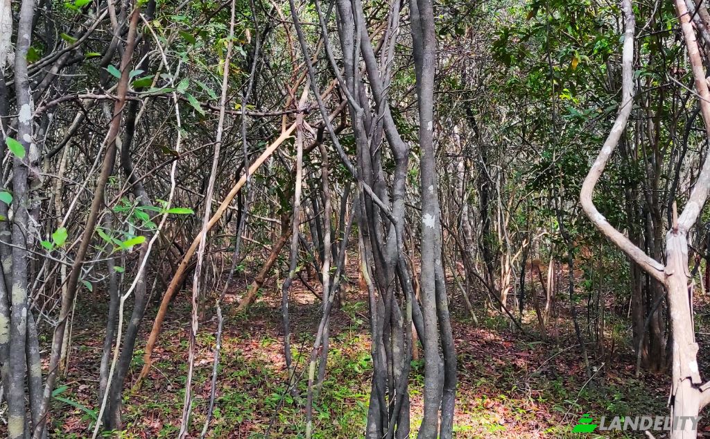Land Lot for Sale Wanathavillu, Puttalam, North Western Province, Sri Lanka. Photo 5