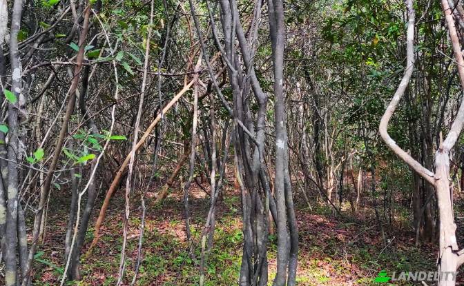Land Lot for Sale Wanathavillu, Puttalam. Photo#5 Land Lot for Sale Wanathavillu, Puttalam. Photo#5