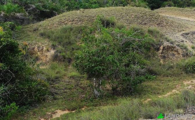 Land Lot for Sale Wanathavillu, Puttalam. Photo#2 Land Lot for Sale Wanathavillu, Puttalam. Photo#2